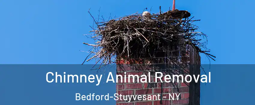 Chimney Animal Removal Bedford-Stuyvesant - NY