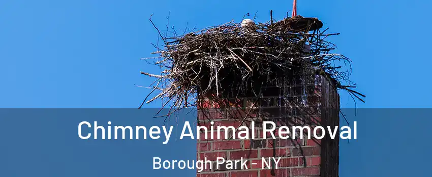 Chimney Animal Removal Borough Park - NY