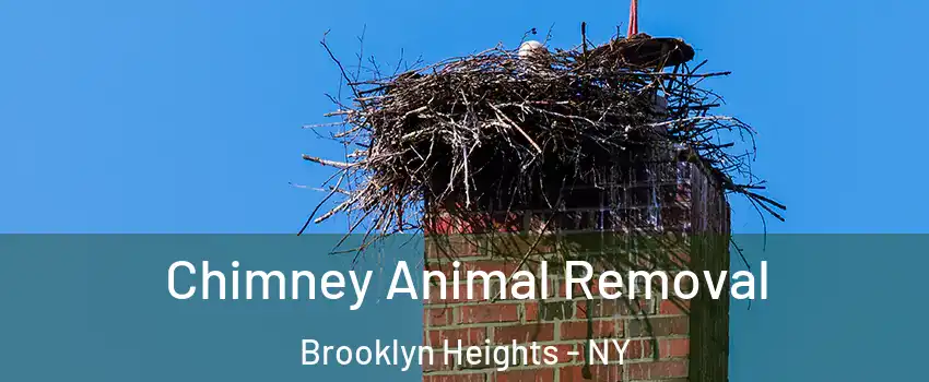 Chimney Animal Removal Brooklyn Heights - NY