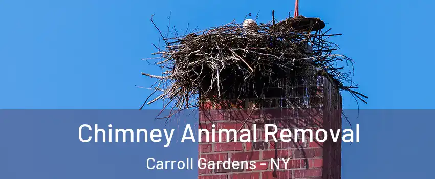 Chimney Animal Removal Carroll Gardens - NY