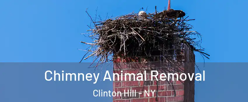 Chimney Animal Removal Clinton Hill - NY