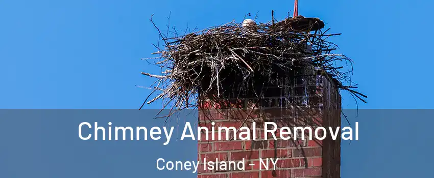 Chimney Animal Removal Coney Island - NY