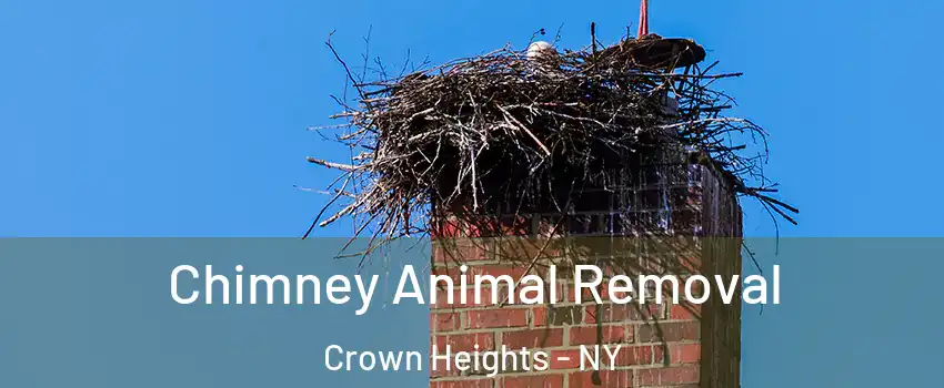 Chimney Animal Removal Crown Heights - NY