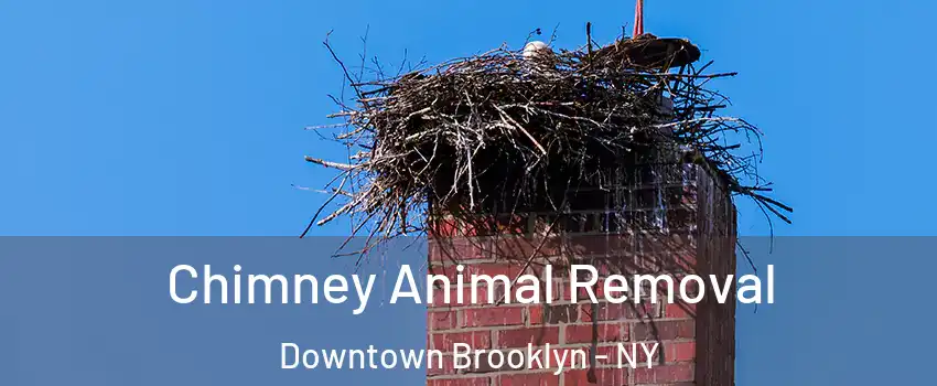 Chimney Animal Removal Downtown Brooklyn - NY