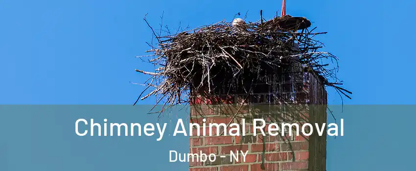 Chimney Animal Removal Dumbo - NY