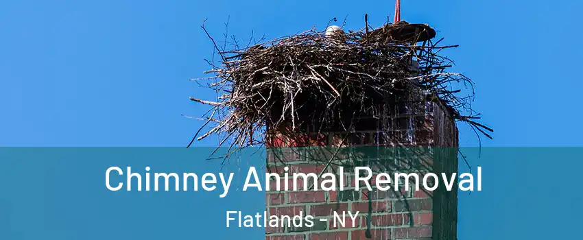 Chimney Animal Removal Flatlands - NY