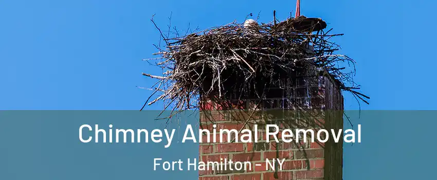 Chimney Animal Removal Fort Hamilton - NY