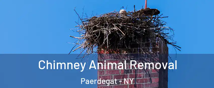 Chimney Animal Removal Paerdegat - NY