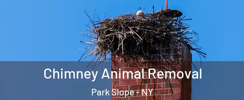 Chimney Animal Removal Park Slope - NY