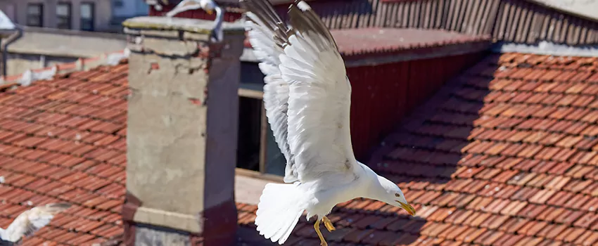 Residential Chimney Animal Removal Solution in Cypress Hills, NY